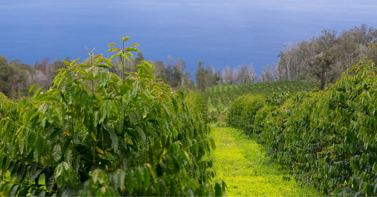 The Legendary Story of Geisha Coffee: A Tale of Flavor and Prestige