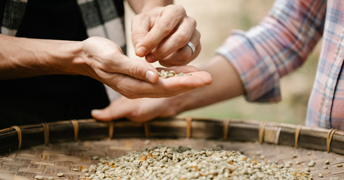 Why Sort Coffee Kona Coffee Beans