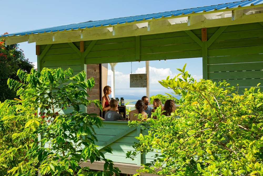 What to Expect at a Kona Coffee Farm Tour HalaTree