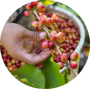 picking coffee beans