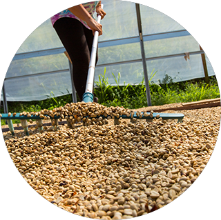 drying coffee beans