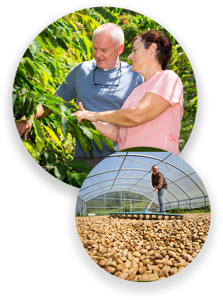 Hala Tree coffee planation Kona Hawaii