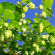 Hops vs. Hemp: The Battle of the Botanicals