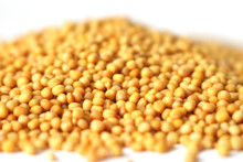 Yellow Mustard Seed - Certified Organic