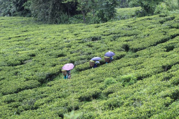 Darjeeling' to Be Paired With a Short - The New York Times