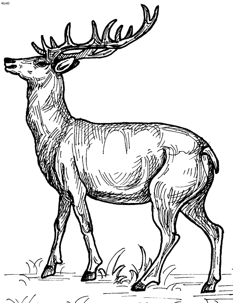 Venison