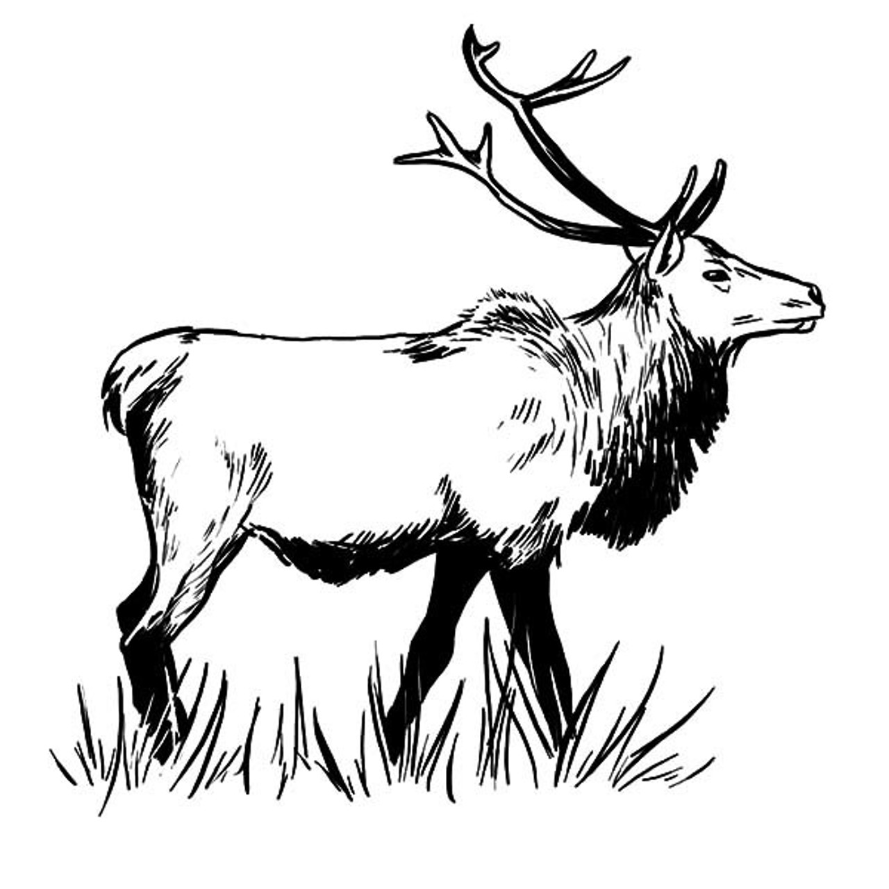 Elk