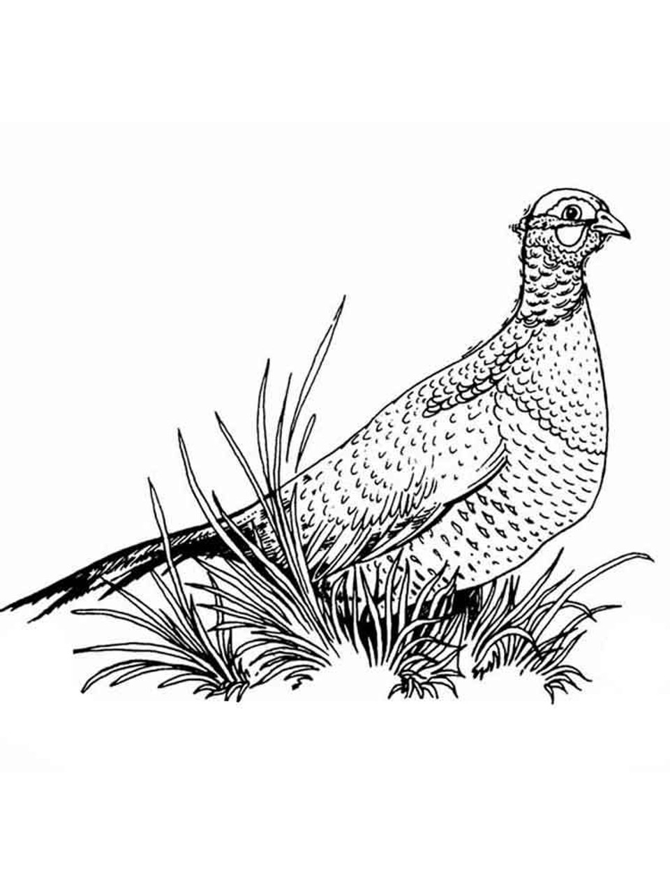 Pheasant