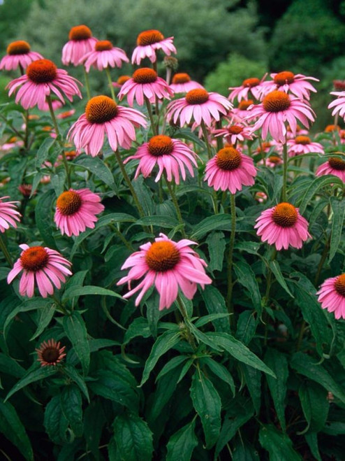 Echinacea Purpurea Seeds