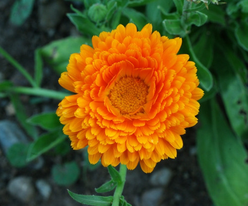 Calendula Seeds