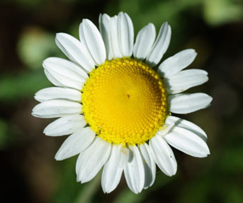 Chamomile Roman Seeds