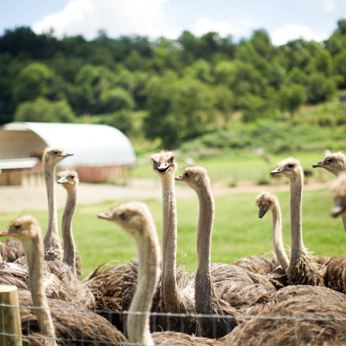Ostrich Liver Portion