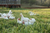 SCR Chicken Organic Bones BULK