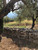 Paradisos Orchard ORGANIC OLIVE OIL (Peloponisos, Greece)