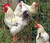 Pasture-Raised Young Delaware Heritage Chicken, by the each