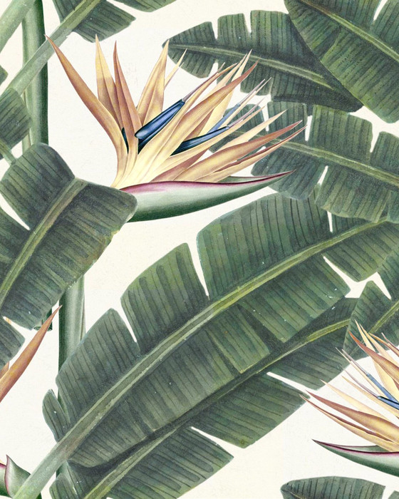 Tropical Bloom