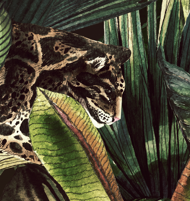 Mural - Borneo Leopard (Per Sqm)