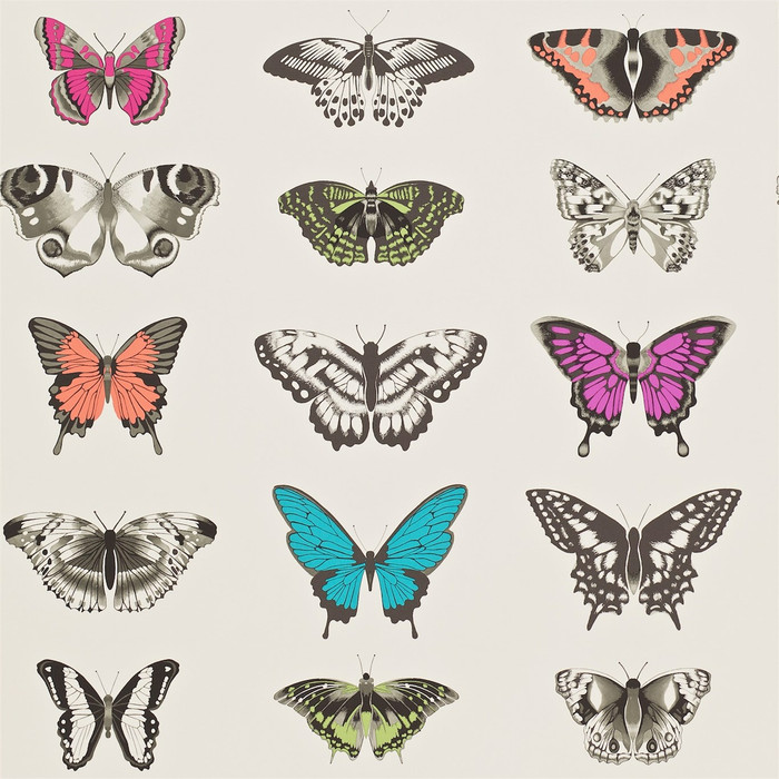 Papilio - Multi