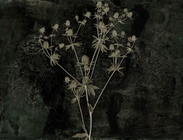 Mural - Sea Holly (Per Sqm) Mural - Sea Holly (Per Sqm)