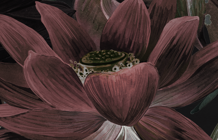 Mural - Lotus Flowers Black (Per Sqm)