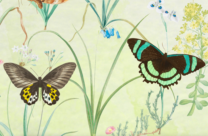 Mural - Herbs & Butterflies (Per Sqm)
