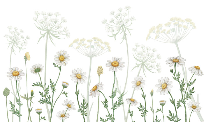 Mural - Field of Daisies (Per Sqm)