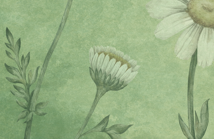 Daisy Green Wallpaper – WYNIL by NumerArt