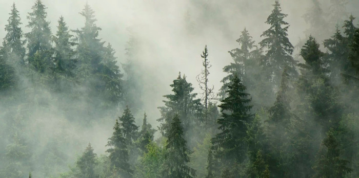 Mural - Foggy Forest (Per Sqm)