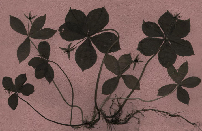 Mural - Paris (Per Sqm)