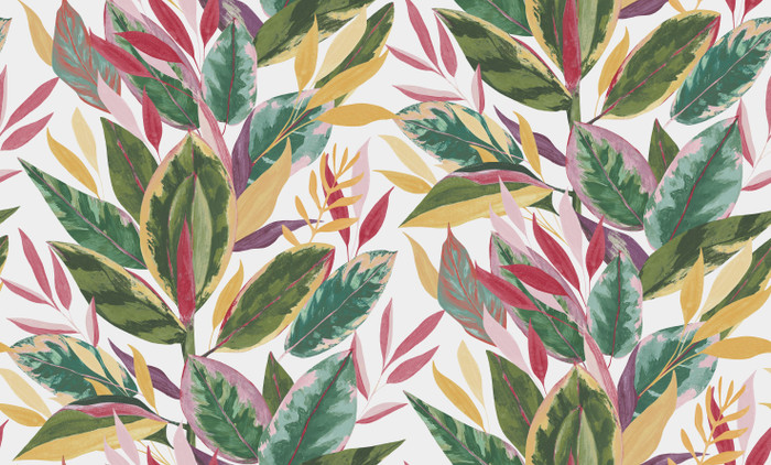 Ficus - Fuchsia Ficus - Fuchsia