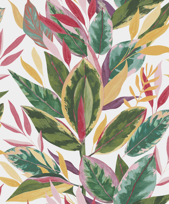 Ficus - Fuchsia Ficus - Fuchsia