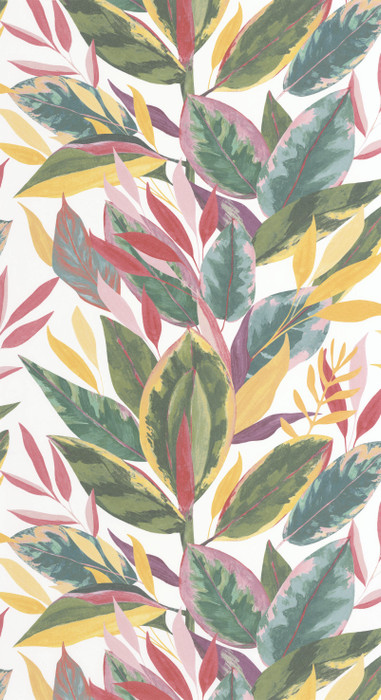 Ficus - Fuchsia Ficus - Fuchsia