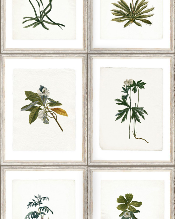 Botany