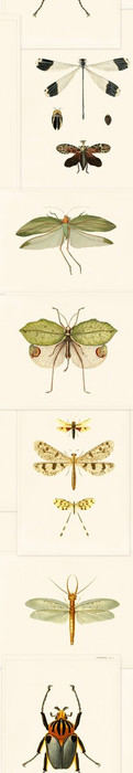 Entomology