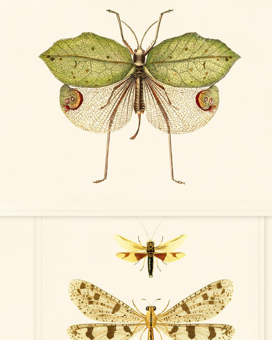 Entomology