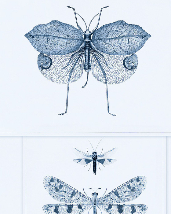 Entomology - Blue