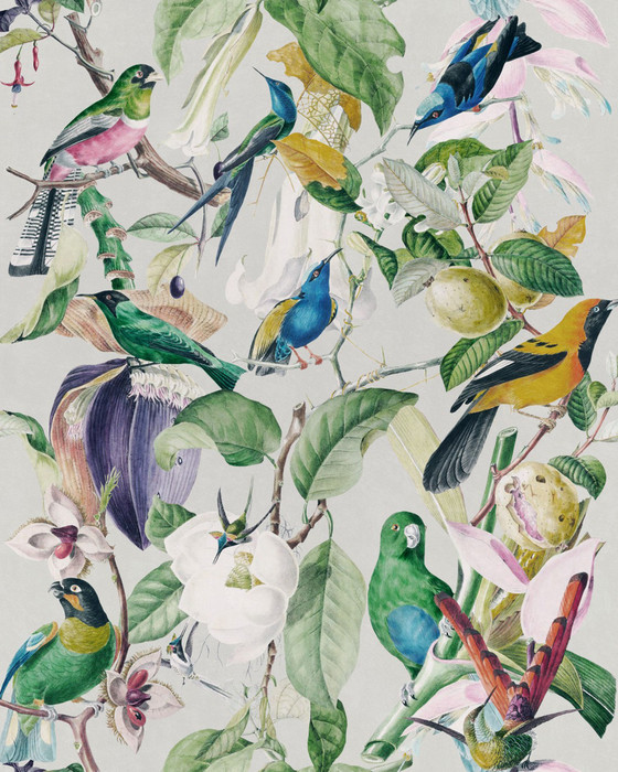 Tropical Birds