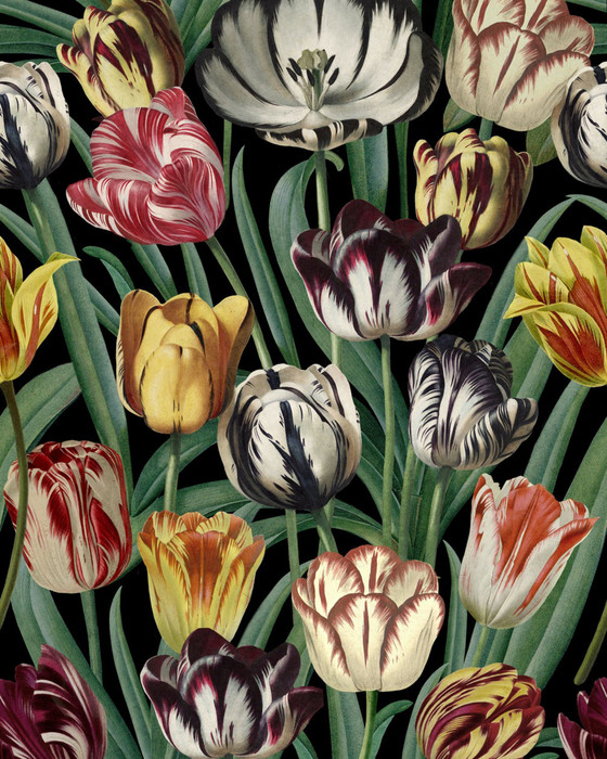 Tulipa - Green