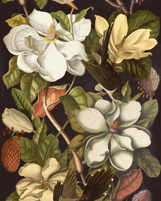 Magnolia - Night