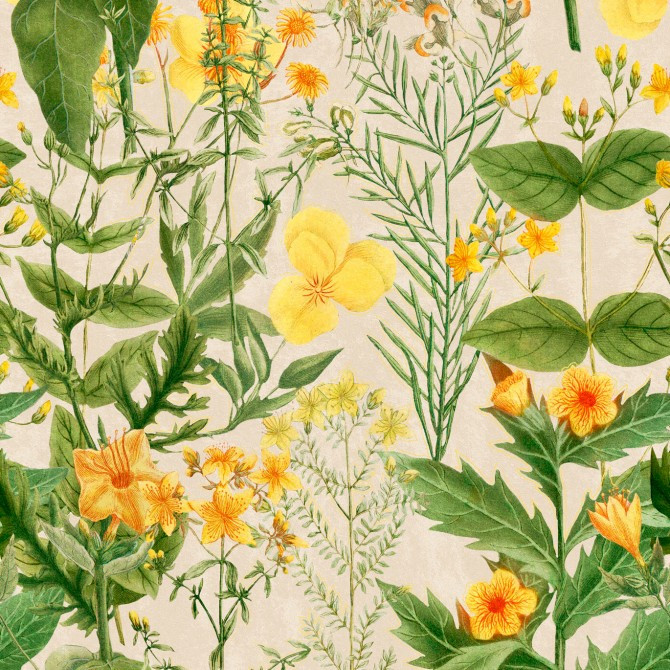 Mimulus - Yellow