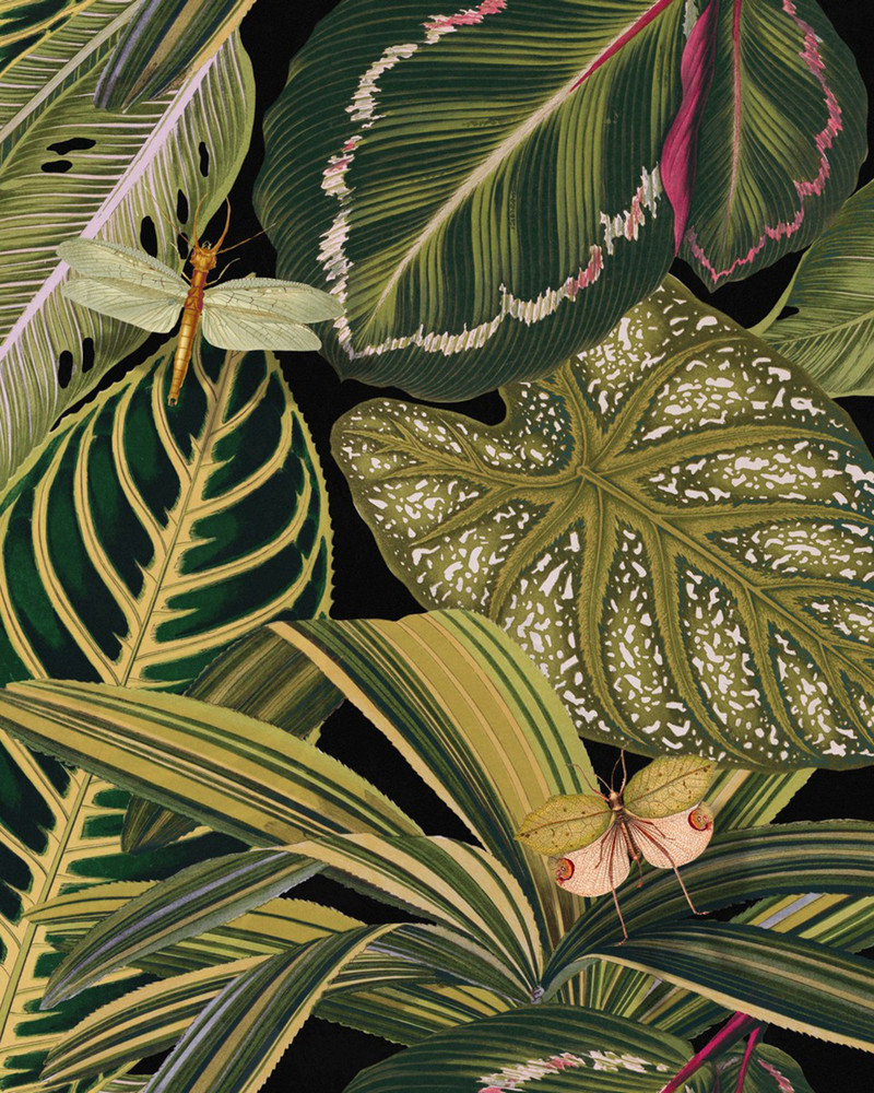 Amazonia