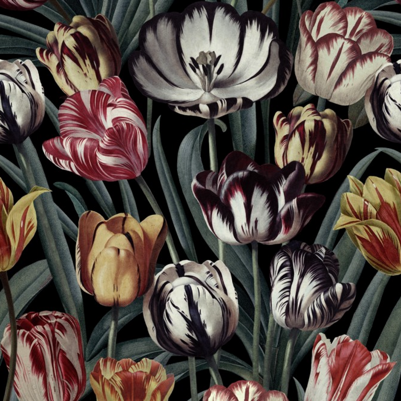 Tulipa - Dark