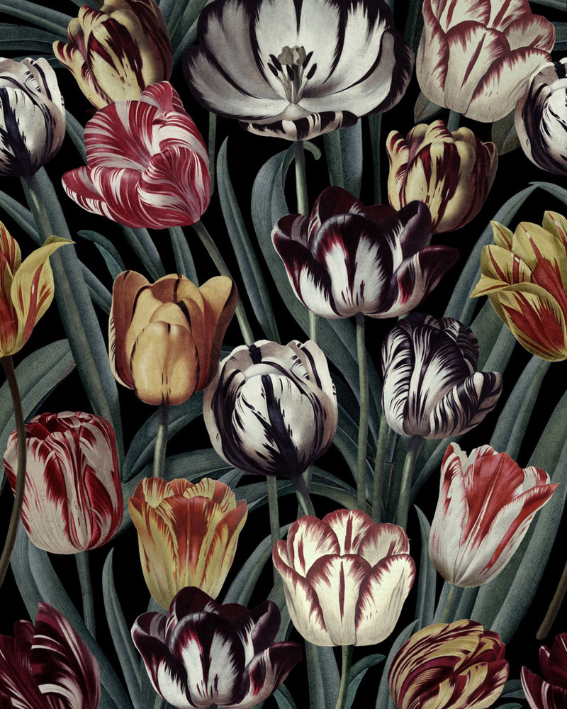 Tulipa - Dark