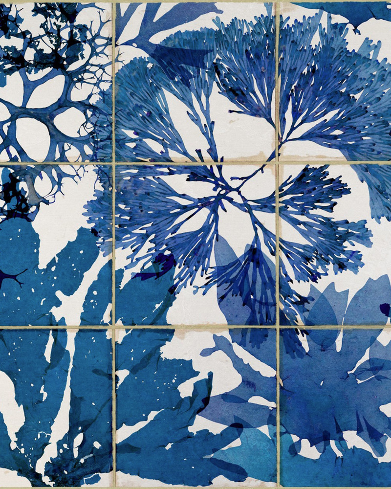 Algae In Blue