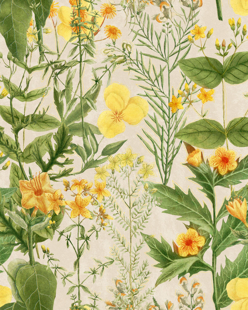 Mimulus - Yellow