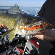 “You get what you pay for”