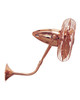 Matthews Fan Company - BP-CP-MTL - 13" Ceiling Fan - Bruna Parede - Polished Copper