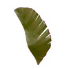 Varaluz - 901K02 - Two Light Wall Sconce - Banana Leaf - Banana Leaf