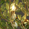 Crystorama - BGT-334-SG-GR - Three Light Chandelier - Bridget - Soft Gold