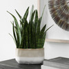 Uttermost - 60271 - Accent Plant - Sansera Snake - Beige And Tan